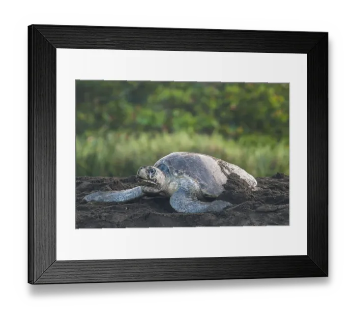 Framed Print : Olive Ridley Sea Turtle (Lepidochelys olivacea) during oviposition Framed Print : Olive Ridley Sea Turtle (Lepidochelys olivacea) during oviposition
