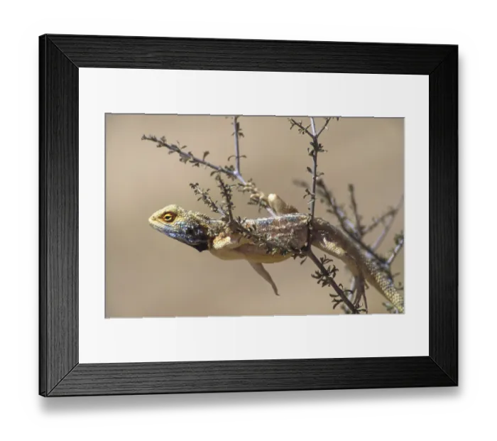 Framed Print : Southern rock agama (Agama atra) Framed Print : Southern rock agama (Agama atra)