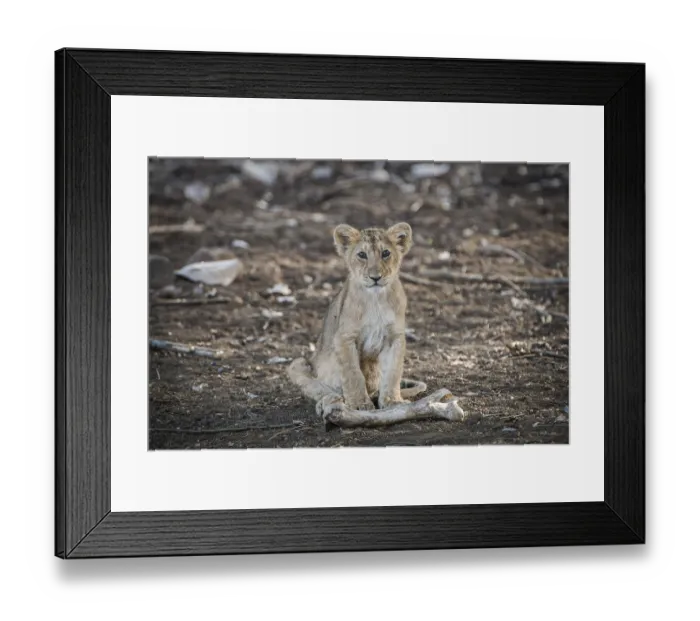 Framed Print : Asiatic lion (Panthera leo persica) cub with an animal bone