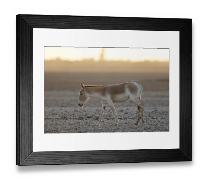 Framed Print : Onager or Asiatic wild ass (Equus hemionus)