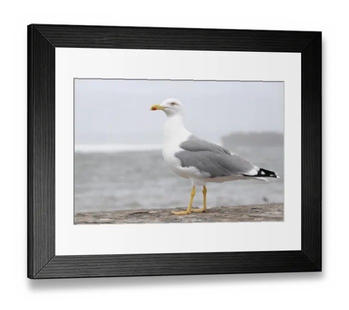 Framed Print : Yellow-legged Gull (Larus michahellis) Framed Print : Yellow-legged Gull (Larus michahellis)