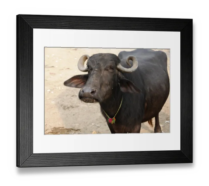 Framed Print : A water buffalo with curled horns and a collar looks into the camera