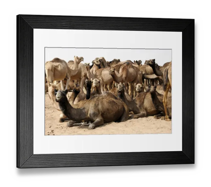 Framed Print : Camel market, Pushkar Mela, Pushkar Framed Print : Camel market, Pushkar Mela, Pushkar