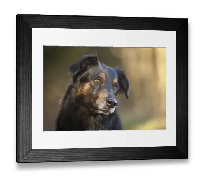 Framed Print : German Shepherd half breed, portrait