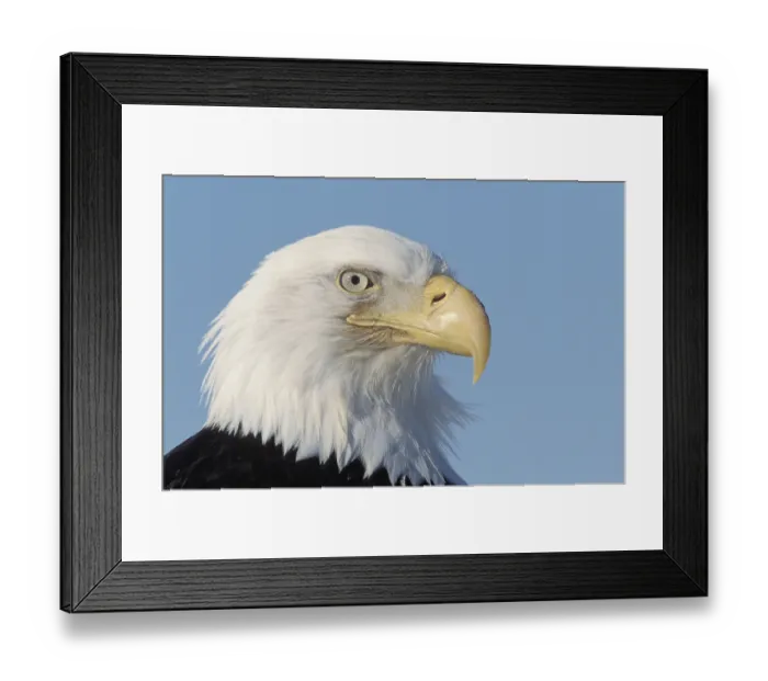 Framed Print : Bald Eagle (Haliaeetus leucocephalus) Framed Print : Bald Eagle (Haliaeetus leucocephalus)