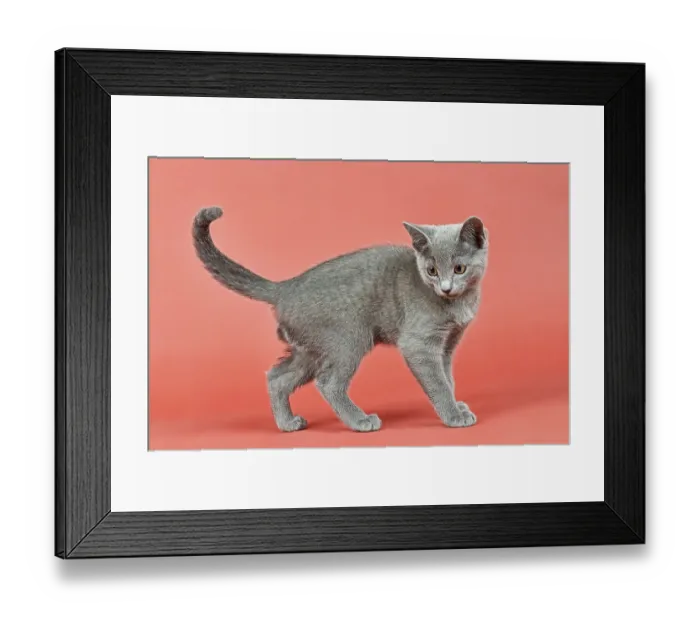 Framed Print : Russian Blue, kitten, 12 weeks