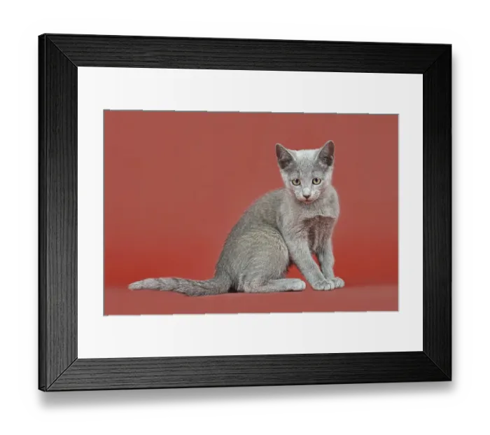Framed Print : Russian Blue, kitten, 12 weeks