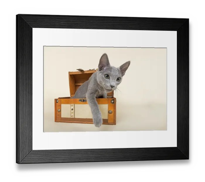 Framed Print : Russian Blue kitten, 20 weeks, coming out of a chest
