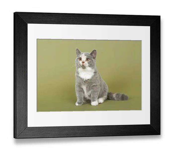 Framed Print : British Shorthair cat, kitten, 18 weeks