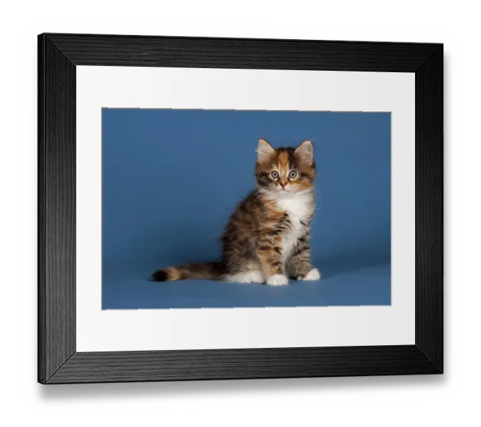 Framed Print : Siberian Forest Cat, kitten