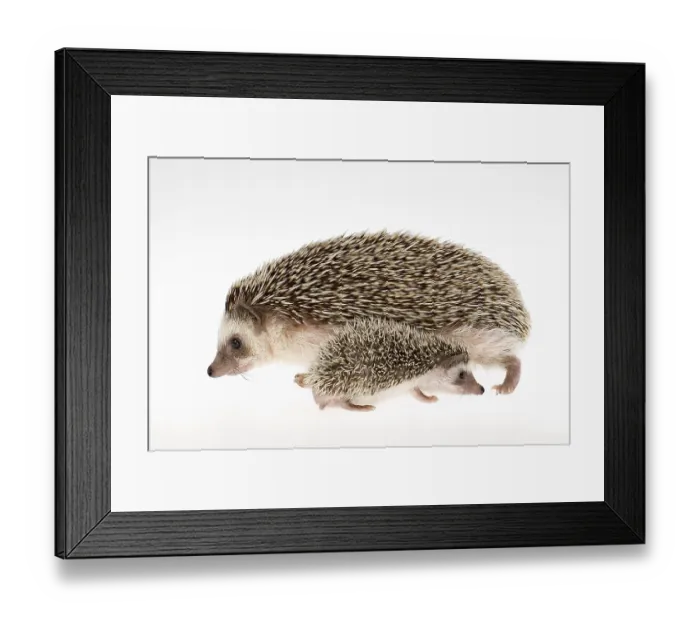 Framed Print : Four-toed Hedgehog or African Pygmy Hedgehog (Atelerix albiventris)