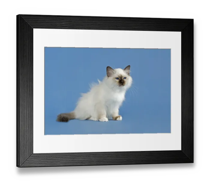 Framed Print : Birman Cat, kitten, part albino, point coloration