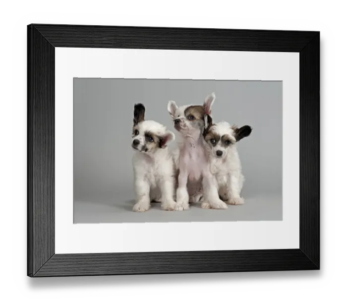 Framed Print : Three Chinese Crested puppies, 7 weeks
