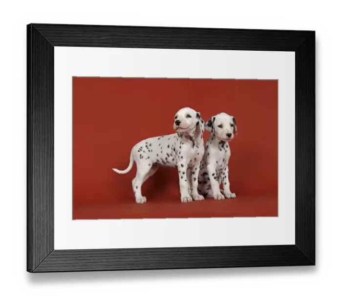 Framed Print : Two Dalmatian puppies, 6 weeks