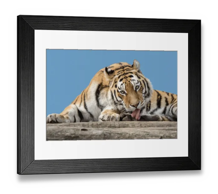 Framed Print : Siberian tiger (Panthera tigris altaica), captive Framed Print : Siberian tiger (Panthera tigris altaica), captive