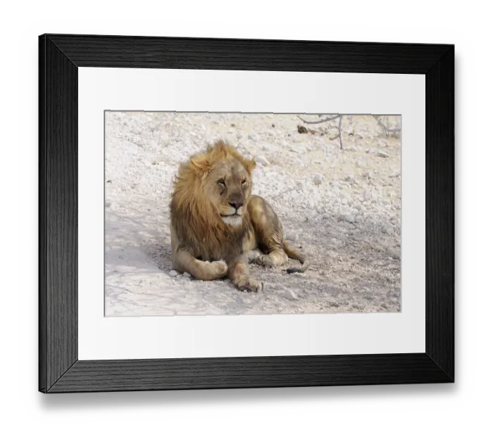 Framed Print : Lion (Panthera leo), male lying in the shade