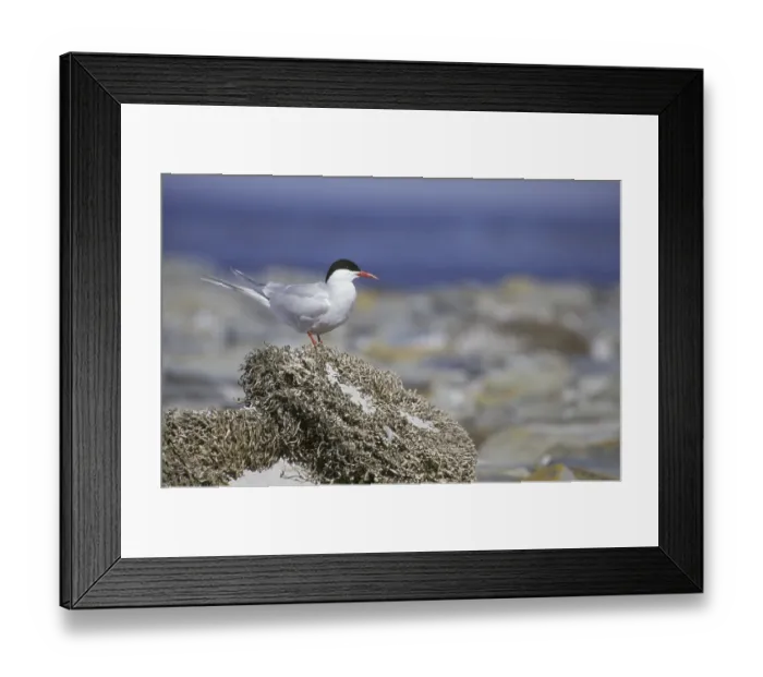 Framed Print : South American Tern (Sterna hirundinacea) standing on rock