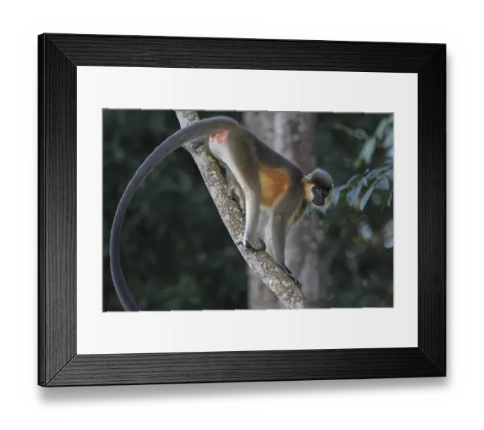 Framed Print : Capped Langur (Trachypithecus pileatus) Framed Print : Capped Langur (Trachypithecus pileatus)