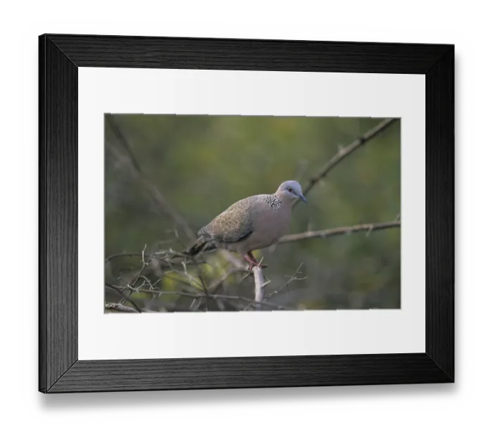 Framed Print : Spotted Dove (Streptopelia chinensis) Framed Print : Spotted Dove (Streptopelia chinensis)