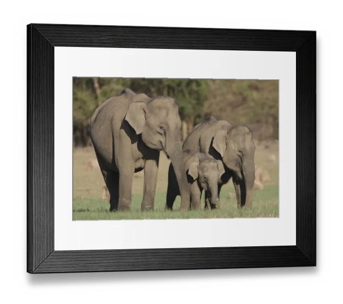 Framed Print : Asian Elephant (Elephas maximus) Framed Print : Asian Elephant (Elephas maximus)