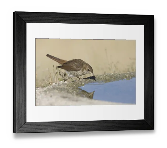 Framed Print : Common Nightingale (Luscinia megarhynchos)