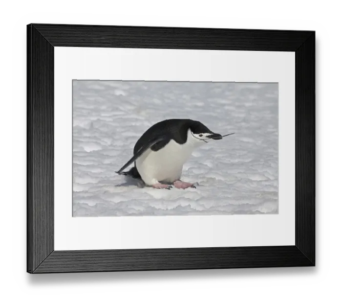 Framed Print : Chinstrap Penguin (Pygoscelis antarctica) Framed Print : Chinstrap Penguin (Pygoscelis antarctica)