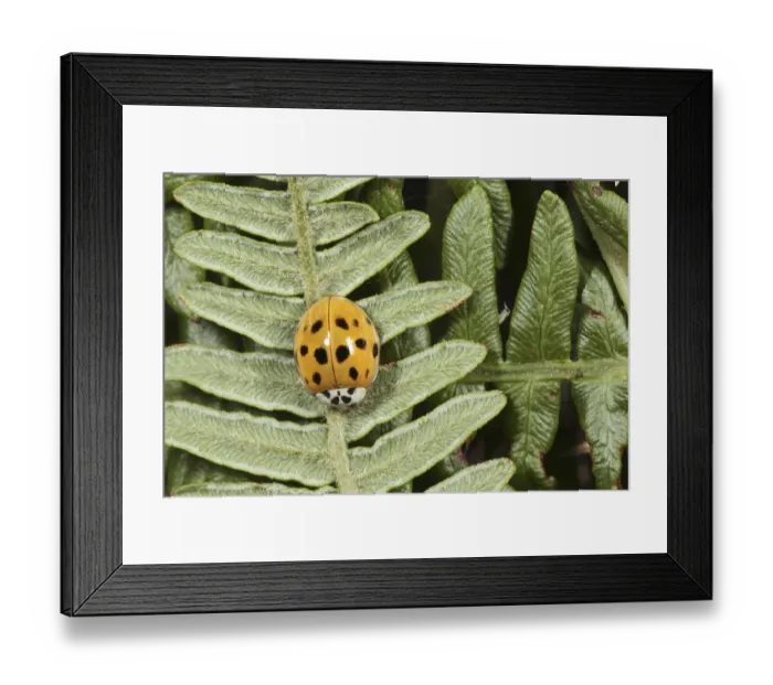Framed Print : Harlequin Ladybird (Harmonia axyridis)