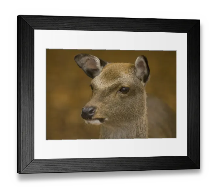 Framed Print : Sika Deer (Cervus nippon), immature female
