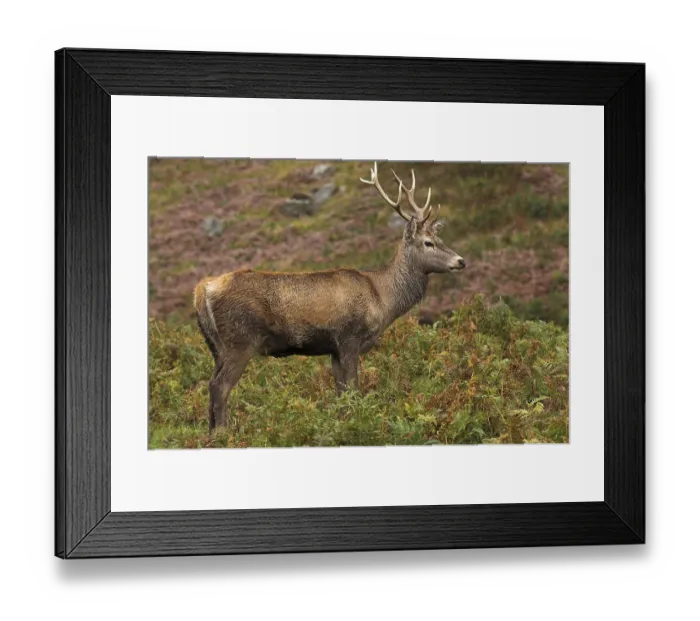 Framed Print : Red Deer (Cervus elaphus) stag