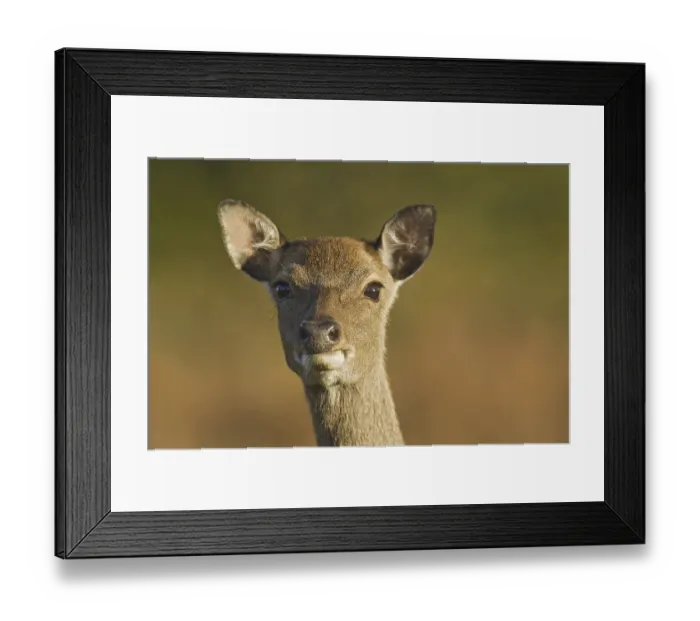 Framed Print : Sika Deer (Cervus nippon), hind