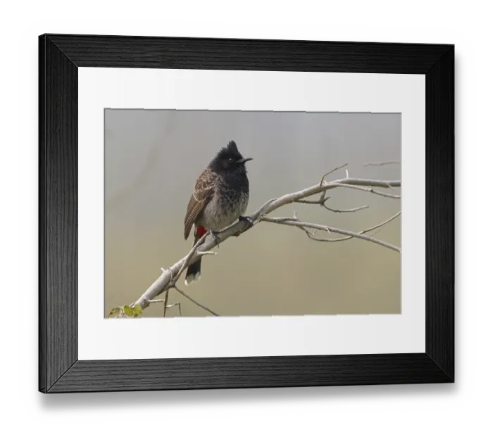 Framed Print : Red-vented Bulbul (Pycnonotus cafer) Framed Print : Red-vented Bulbul (Pycnonotus cafer)