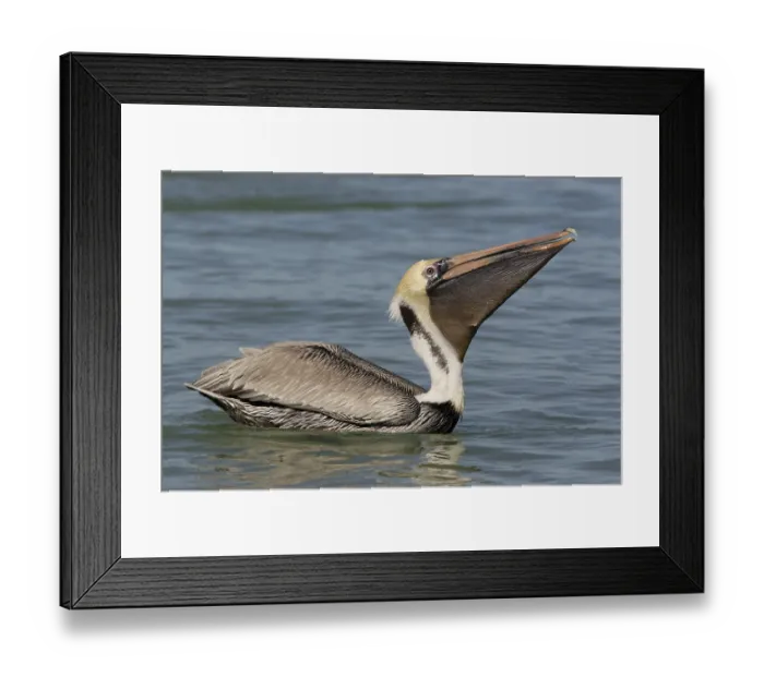 Framed Print : Brown Pelican (Pelecanus occidentalis)