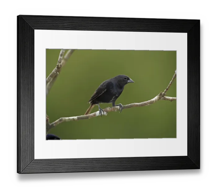 Framed Print : Shiny Cowbird (Molothrus bonariensis)