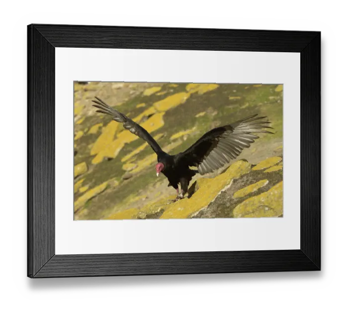 Framed Print : Turkey Vulture (Cathartes aura)