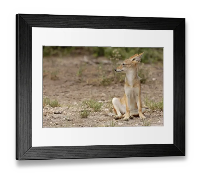 Framed Print : Black-backed Jackal (Canis mesomelas)