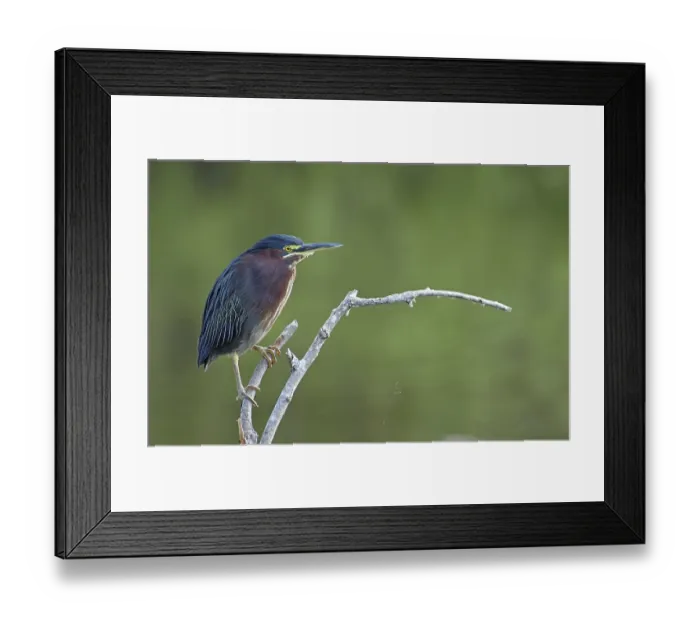 Framed Print : Green Heron (Butorides striatus)