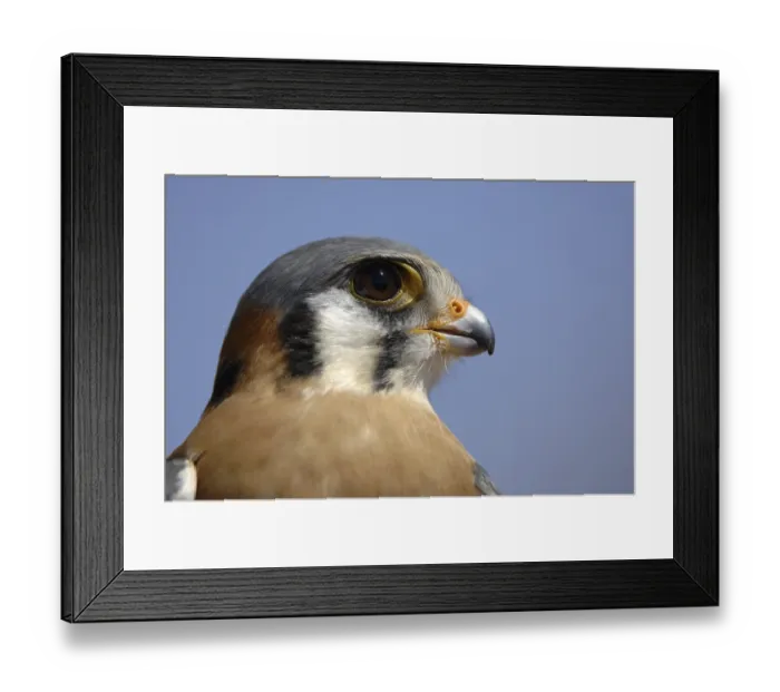 Framed Print : American Kestrel (Falco sparverius) Framed Print : American Kestrel (Falco sparverius)