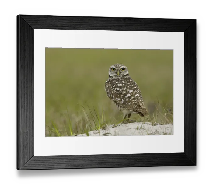 Framed Print : Burrowing Owl (Speotyto cunicularia) Framed Print : Burrowing Owl (Speotyto cunicularia)