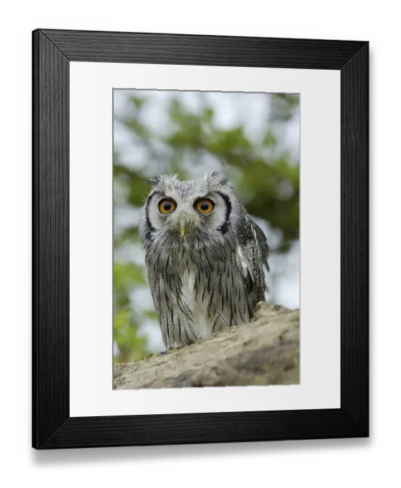Framed Print : White-faced Scops Owl (Otus leucotis)