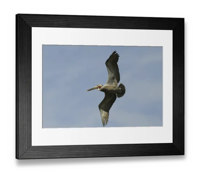 Framed Print : Brown Pelican (Pelecanus occidentalis) Framed Print : Brown Pelican (Pelecanus occidentalis)