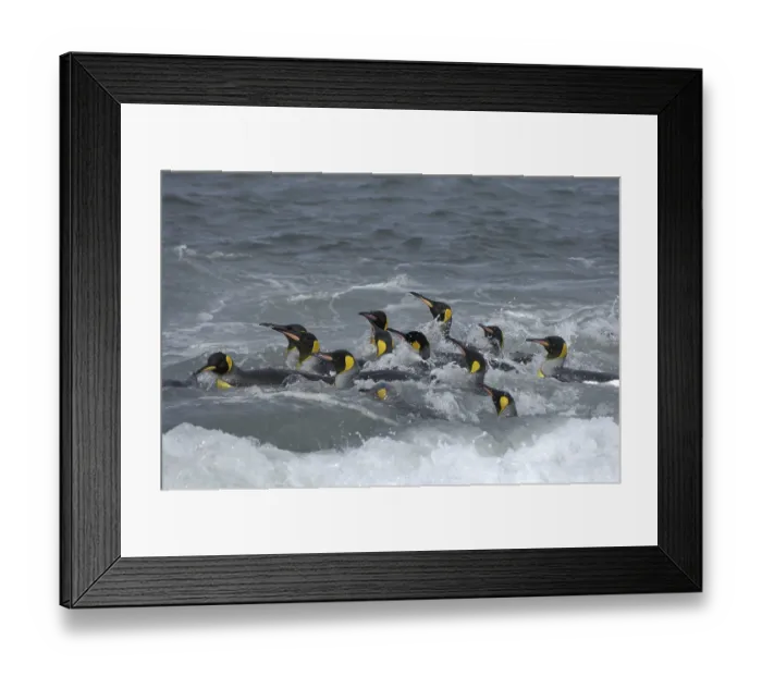 Framed Print : King Penguin (Aptenodytes patagonicus) Framed Print : King Penguin (Aptenodytes patagonicus)