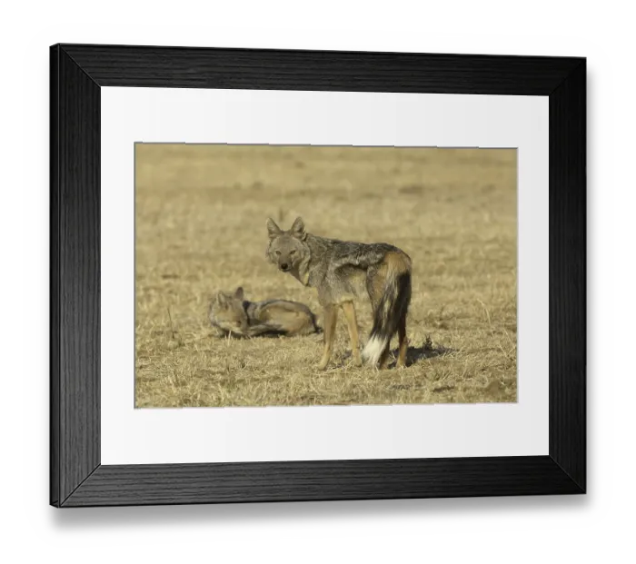 Framed Print : Side-striped Jackal (Canis adustus)