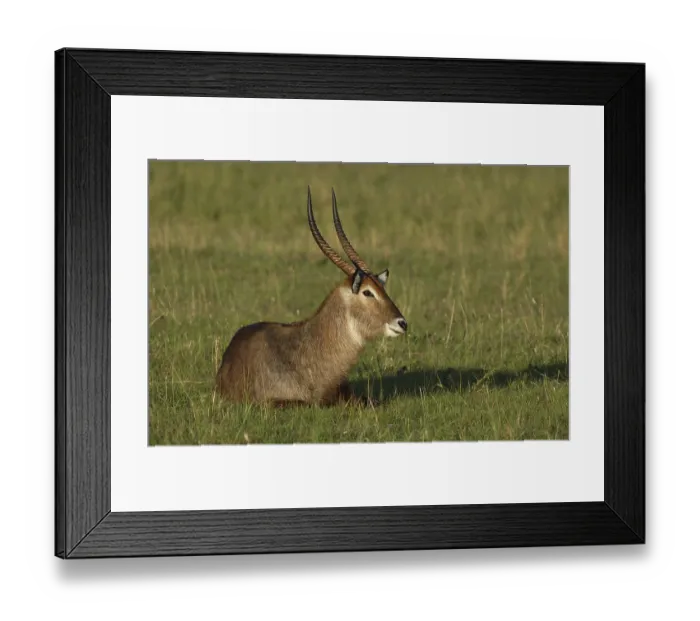 Framed Print : Waterbuck (Kobus ellipsiprymnus)