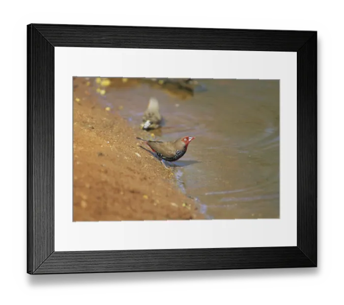 Framed Print : Painted Firetail (Emblema pictum) Framed Print : Painted Firetail (Emblema pictum)