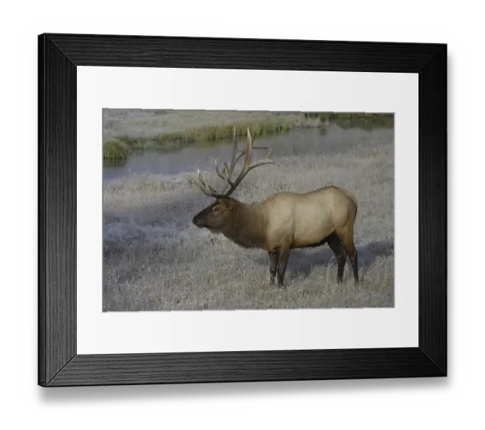 Framed Print : Elk or Wapiti (Cervus canadensis) Framed Print : Elk or Wapiti (Cervus canadensis)