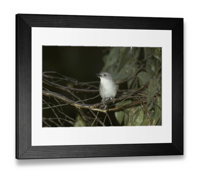 Framed Print : Grey Shrikethrush or Grey Shrike-thrush (Colluricincla harmonica) Framed Print : Grey Shrikethrush or Grey Shrike-thrush (Colluricincla harmonica)