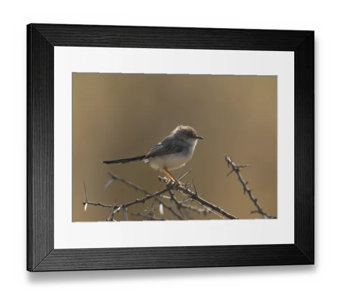 Framed Print : Red-fronted Warbler (Spiloptila rufifrons)