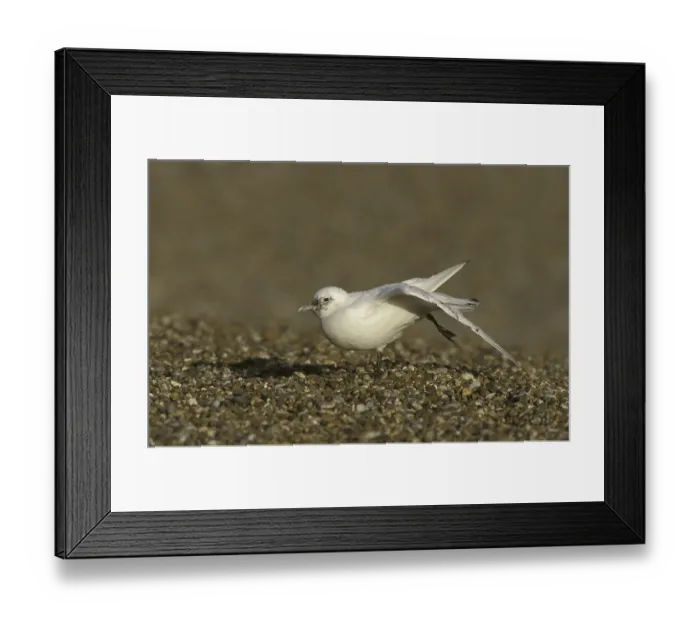 Framed Print : Ivory Gull (Pagophila eburnea) Framed Print : Ivory Gull (Pagophila eburnea)
