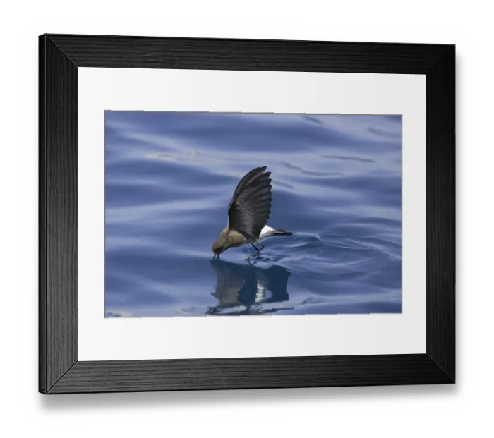 Framed Print : Elliot's Storm-petrel (Oceanites gracilis galapagoensis)