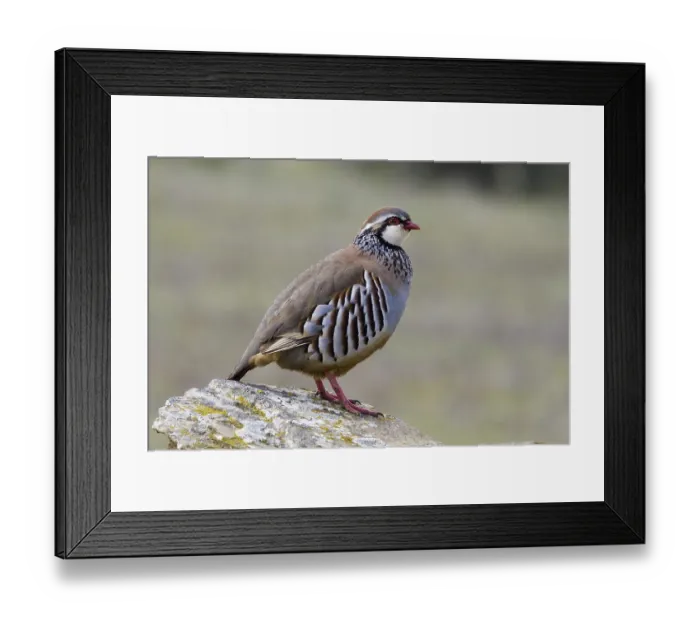 Framed Print : Red-legged Partridge (Alectoris rufa) Framed Print : Red-legged Partridge (Alectoris rufa)